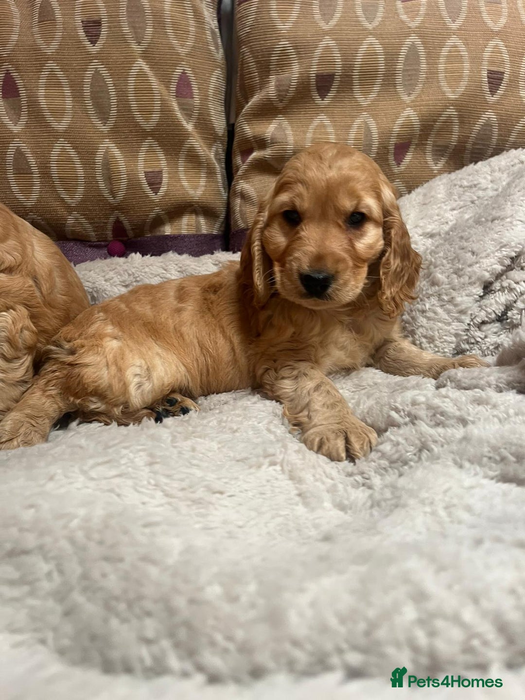 Cockapoo dogs for sale: cockapoo puppy's cv67ee - Advert 6