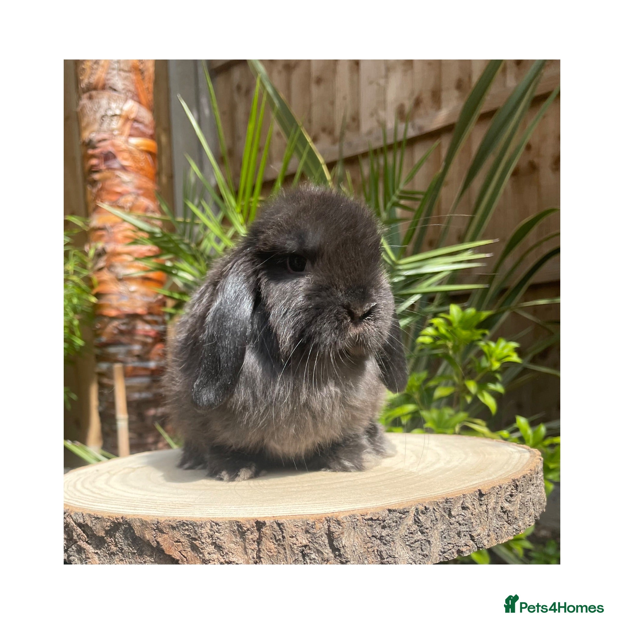 Mini Lop rabbits Beautiful boy available  - Advert 2