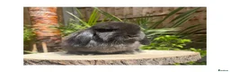 Mini Lop rabbits for sale: Beautiful boy available  - Advert 2
