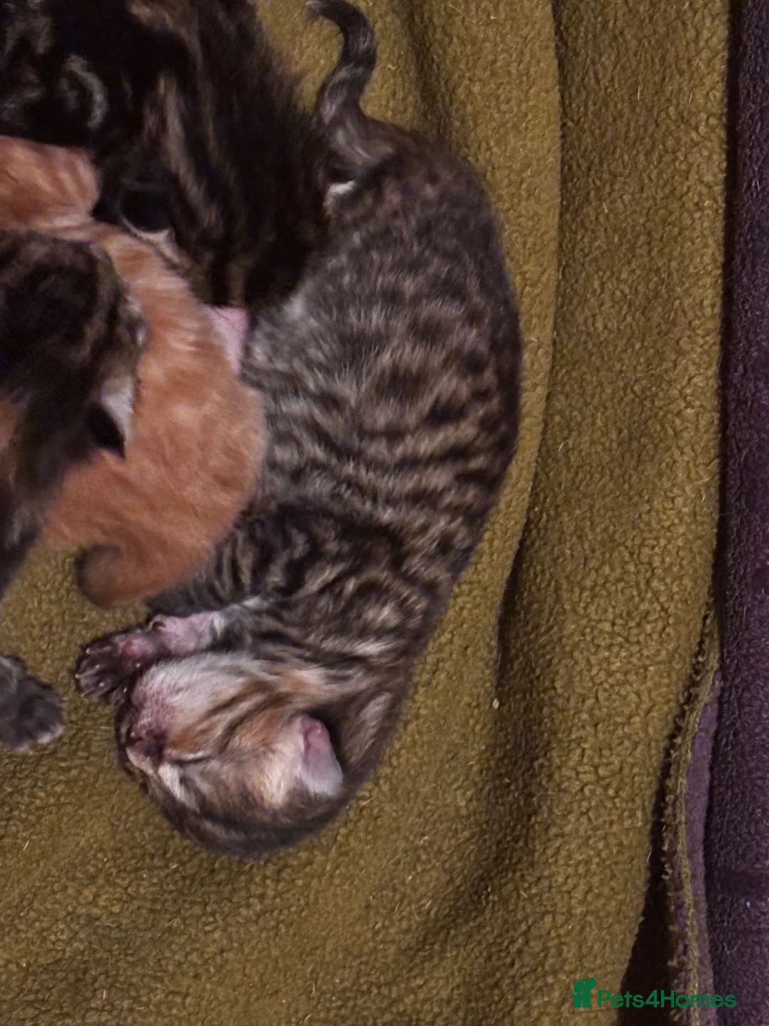 Mixed Breed cats for sale: 🐾💕Beautiful Tabby Kitten💕🐾 - Advert 7