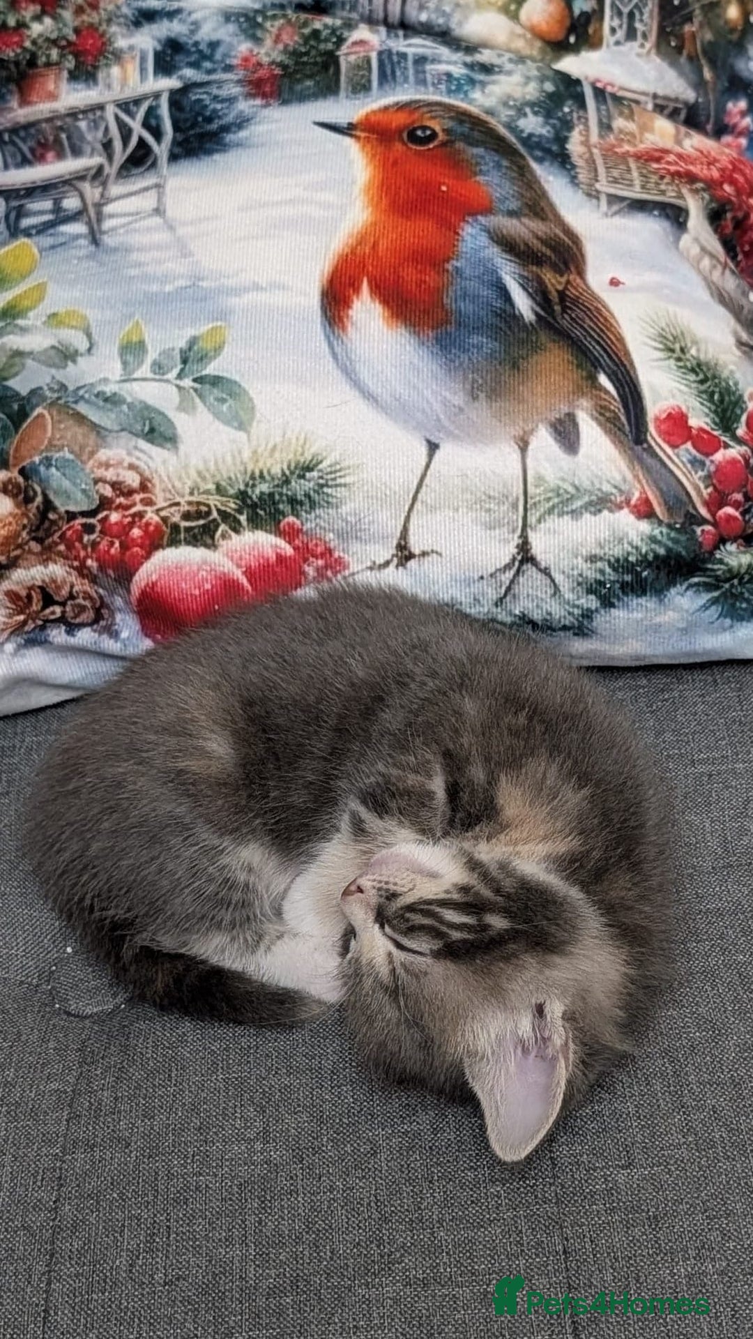 European cats for sale: 4 beautiful kittens for sale - Advert 4