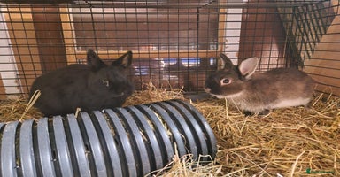 Netherland Dwarf rabbits - Advert 6