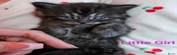 Mixed Breed cats for sale: Persian cross kittens x 5 in Manchester - Advert 9