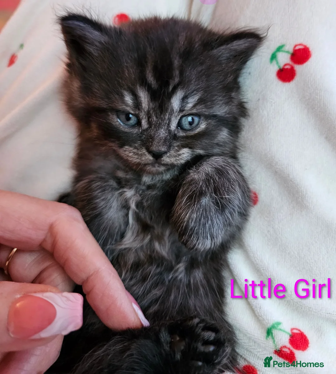 Mixed Breed cats for sale: Persian cross kittens x 5 in Manchester - Advert 9
