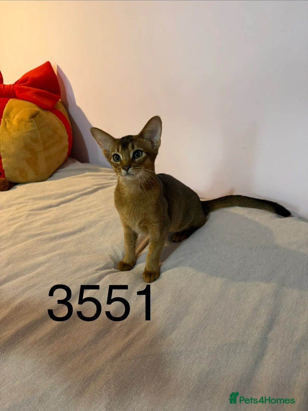 Abyssinian cats for sale: TICA Registered Abyssinian × Somali Kittens - Advert 2