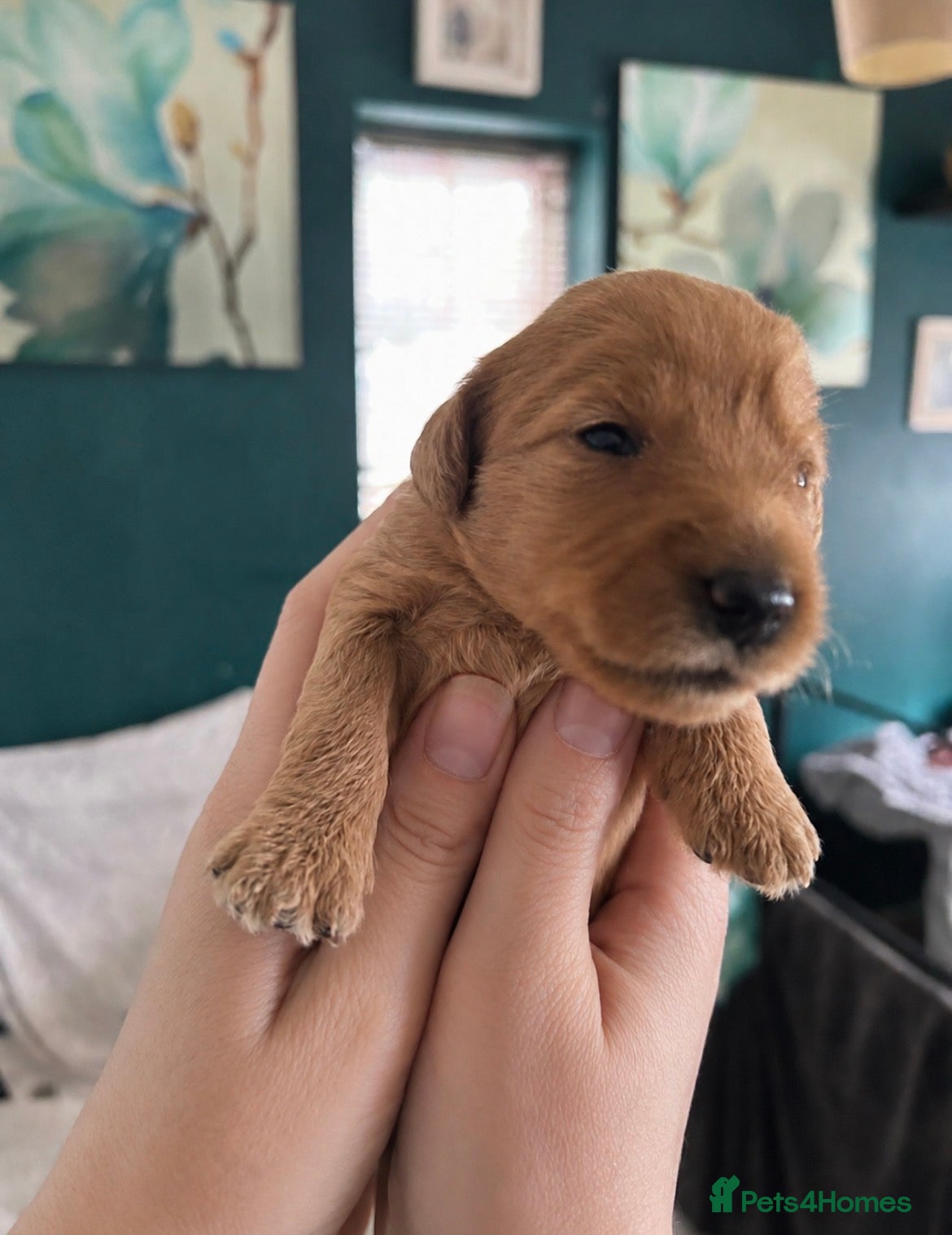 Labradoodle dogs Gorgeous 🌸🌸 F1BB Miniature Labradoodle Puppies - Advert 2