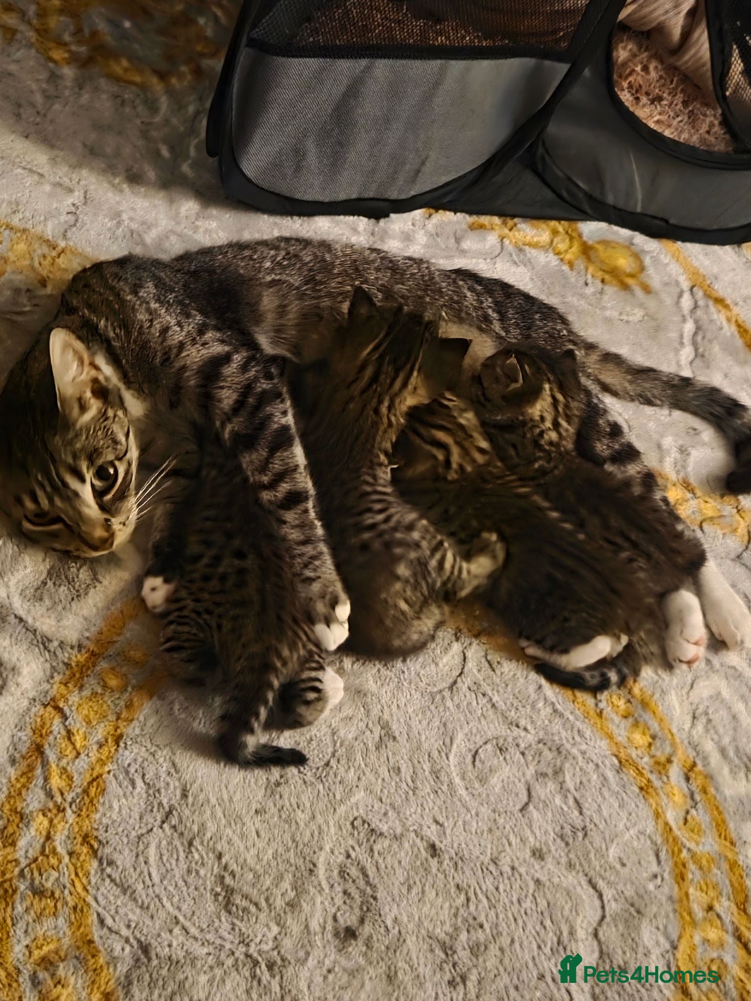 Mixed Breed cats 4 beautiful kittens  - Advert 1