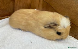 Guinea Pig rodents for sale: RESERVED Gorgeous baby Guinea - Boy - Image 1