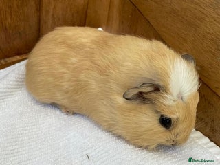 Guinea Pig rodents - Advert 37