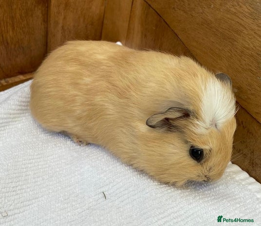 Guinea Pig rodents - Advert 9