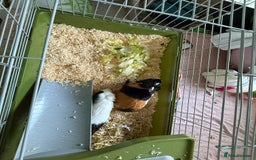 Guinea Pig rodents for sale: Two female guinea pigs  - Image 2