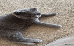 British Shorthair cats for sale: GCCF REGISTERED BLUE BRITISH FEMALE SHORTHAIR - Image 2