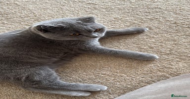 British Shorthair cats - Advert 15