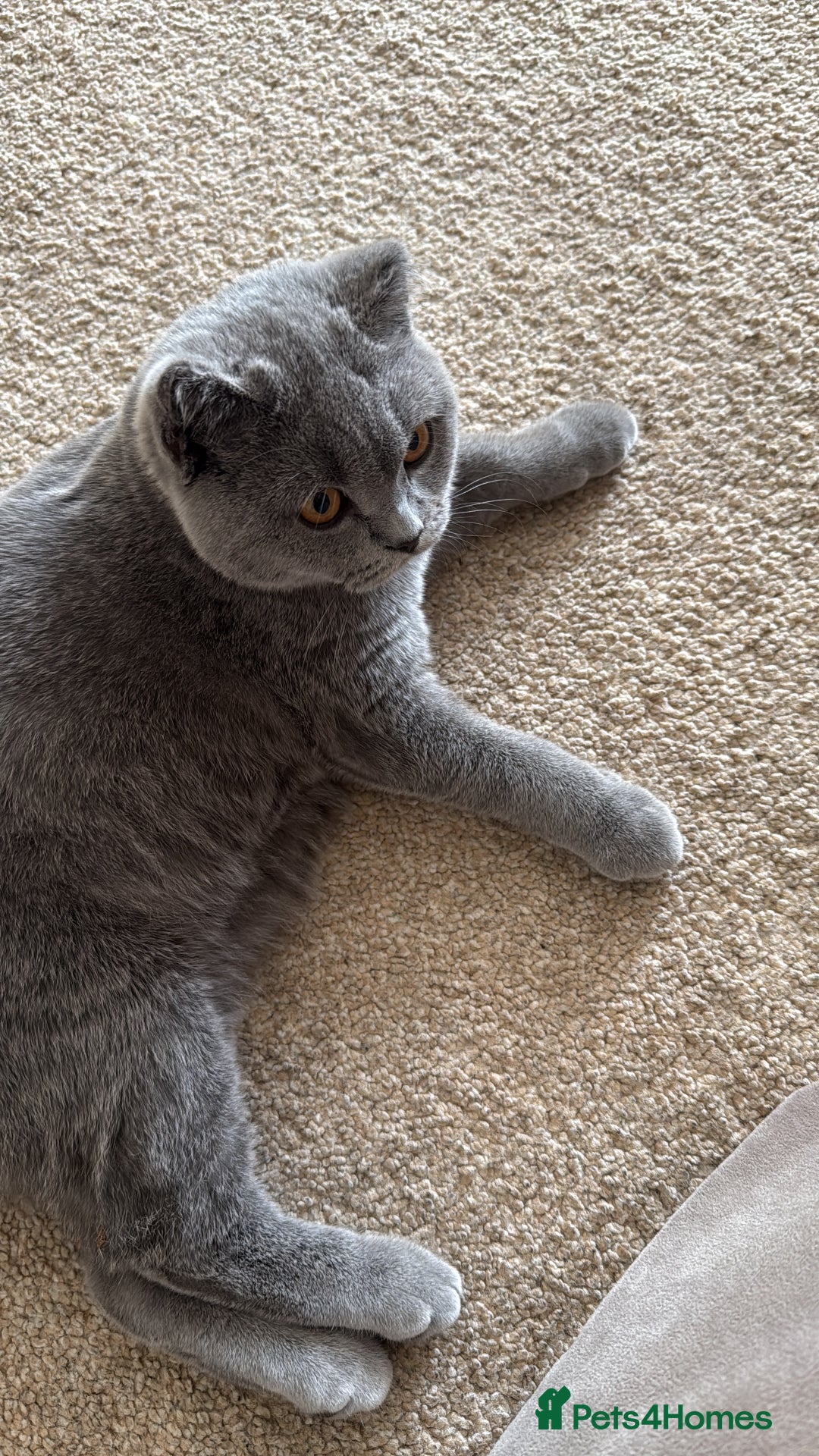 British Shorthair cats for sale: GCCF REGISTERED BLUE BRITISH FEMALE SHORTHAIR - Image 2