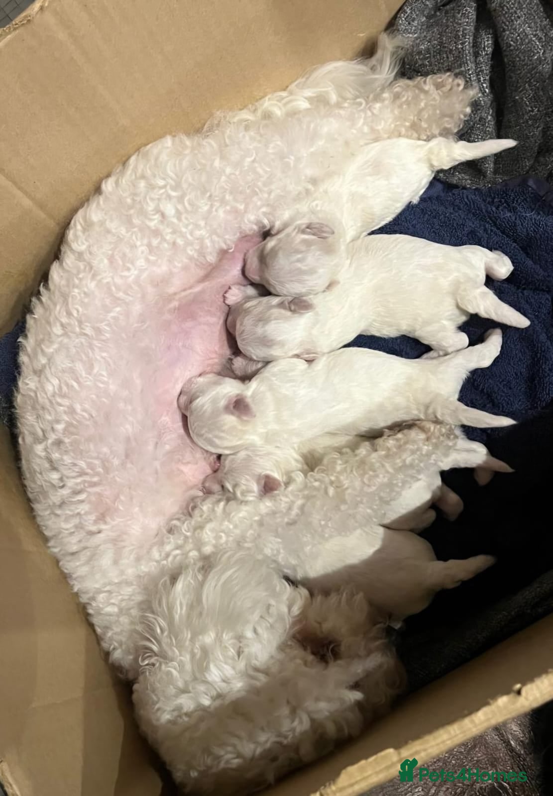 Bichon Frise dogs KC Bichon Frise for sale - Advert 5