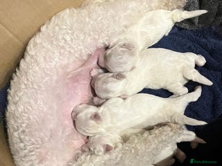 Bichon Frise dogs KC Bichon Frise for sale - Advert 5