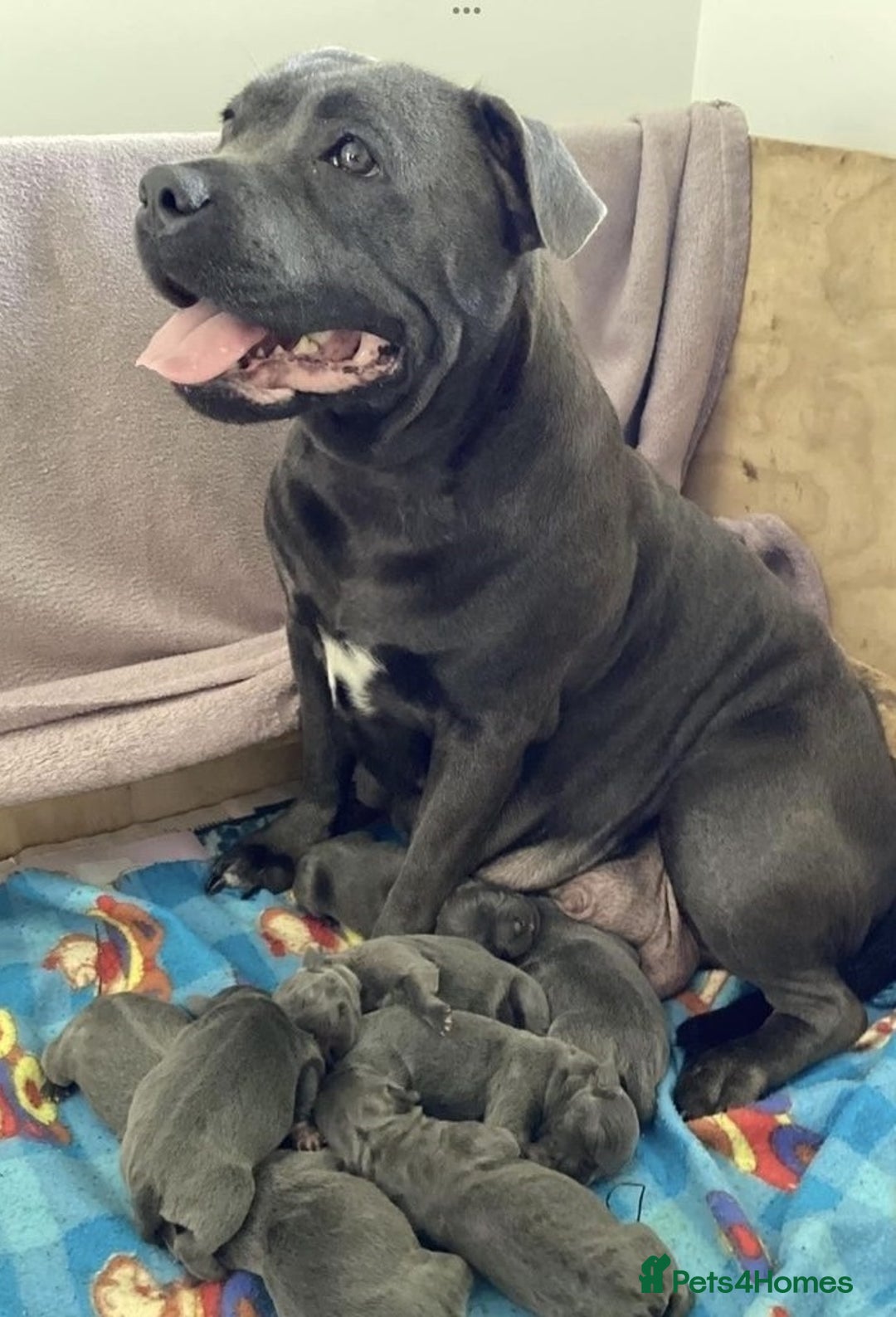 Staffordshire Bull Terrier dogs for sale: Amazing top quality blue staffordshire super activ - Advert 8