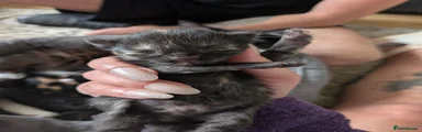 British Longhair 2
