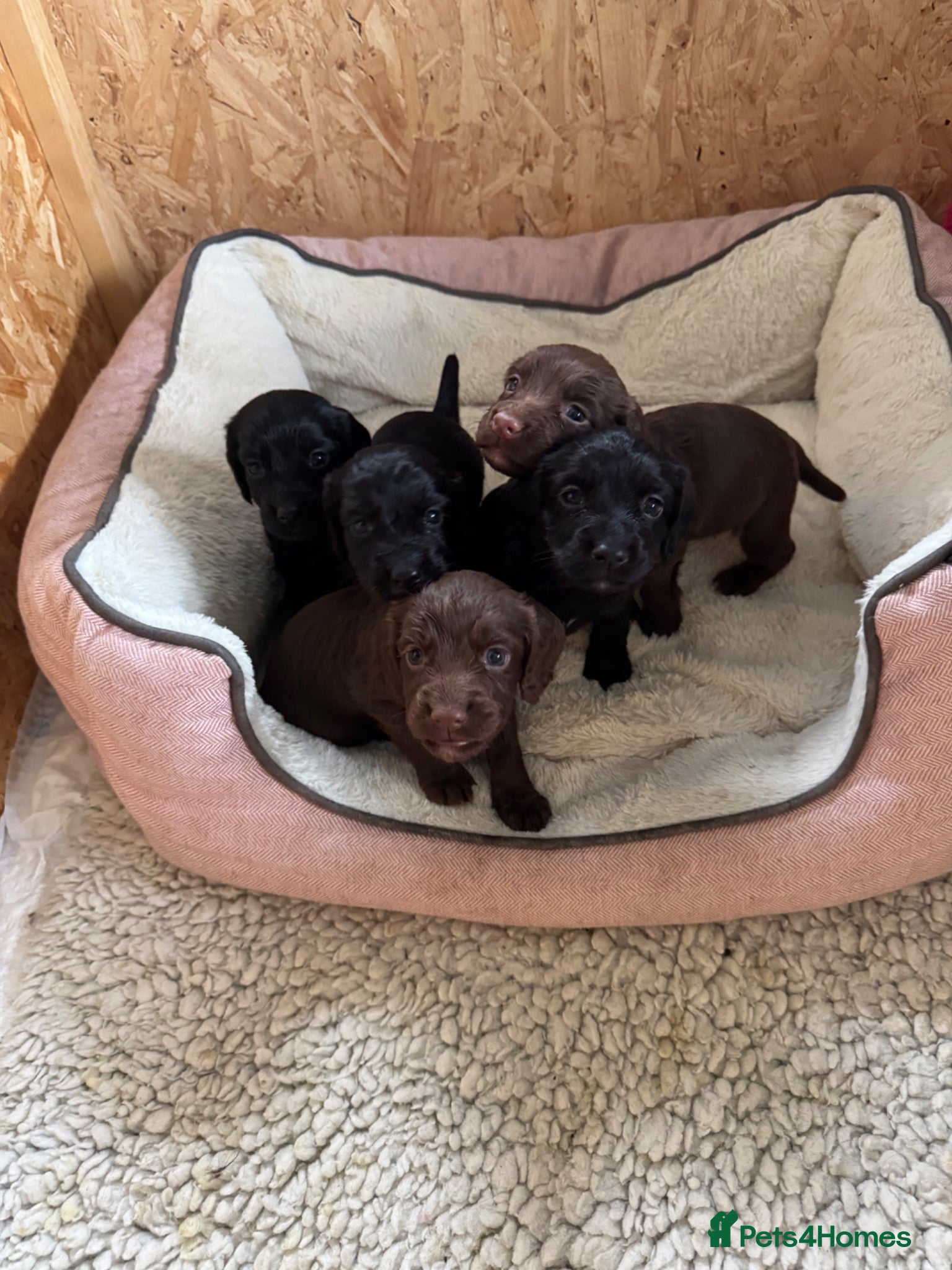 Cocker Spaniel dogs KC working cocker spaniels  - Advert 1