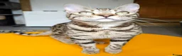 Bengal cats for sale: Gorgeous Brown Rosetted Boy  - Advert 3
