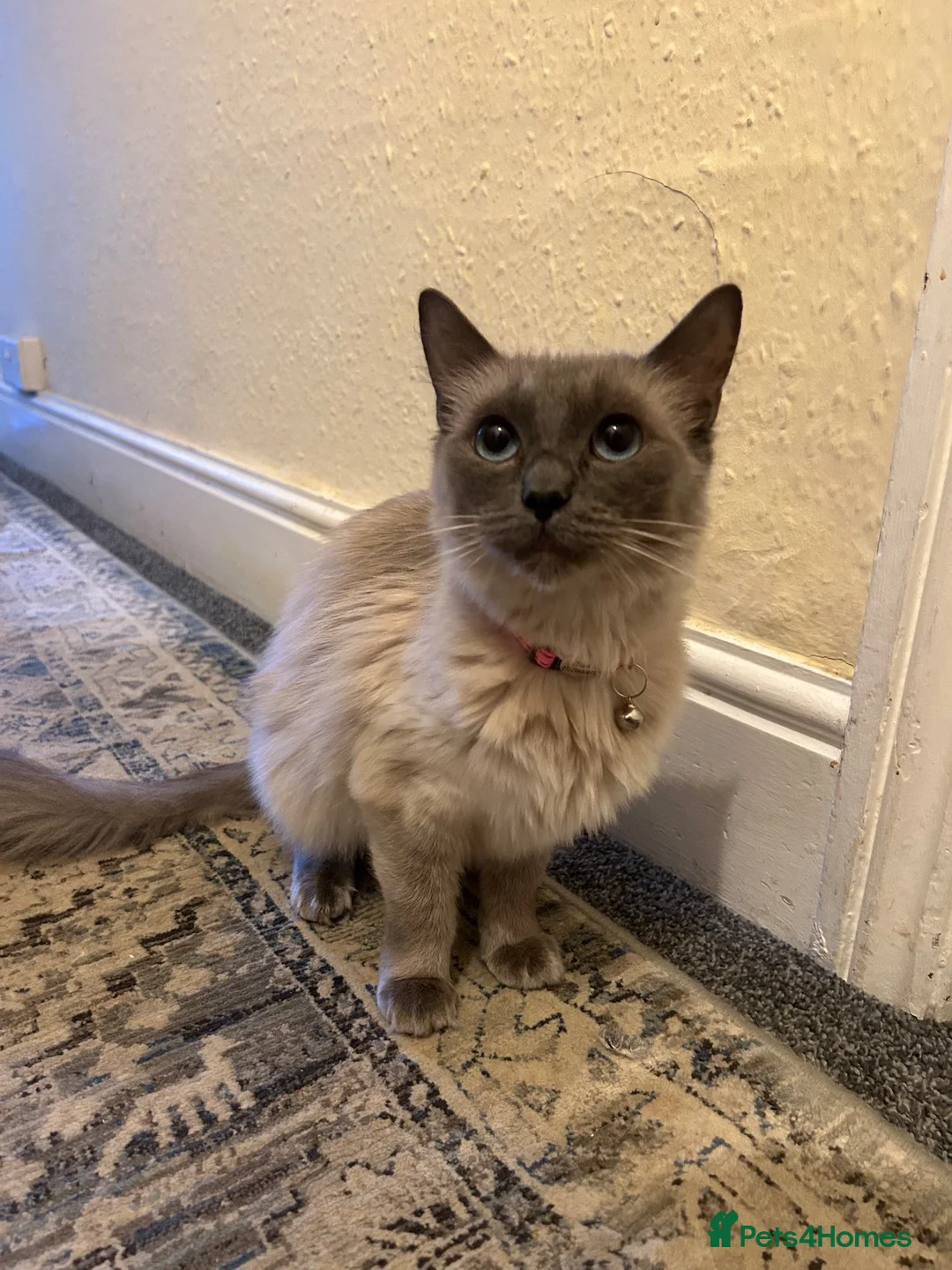 Ragdoll cats for sale: Ragdoll female  - Advert 5