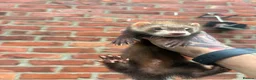 Ferret rodents for sale: Mixture of Jill and hobs in Sunderland - Advert 10