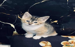Mixed Breed cats for sale: Kataleja - Image 16