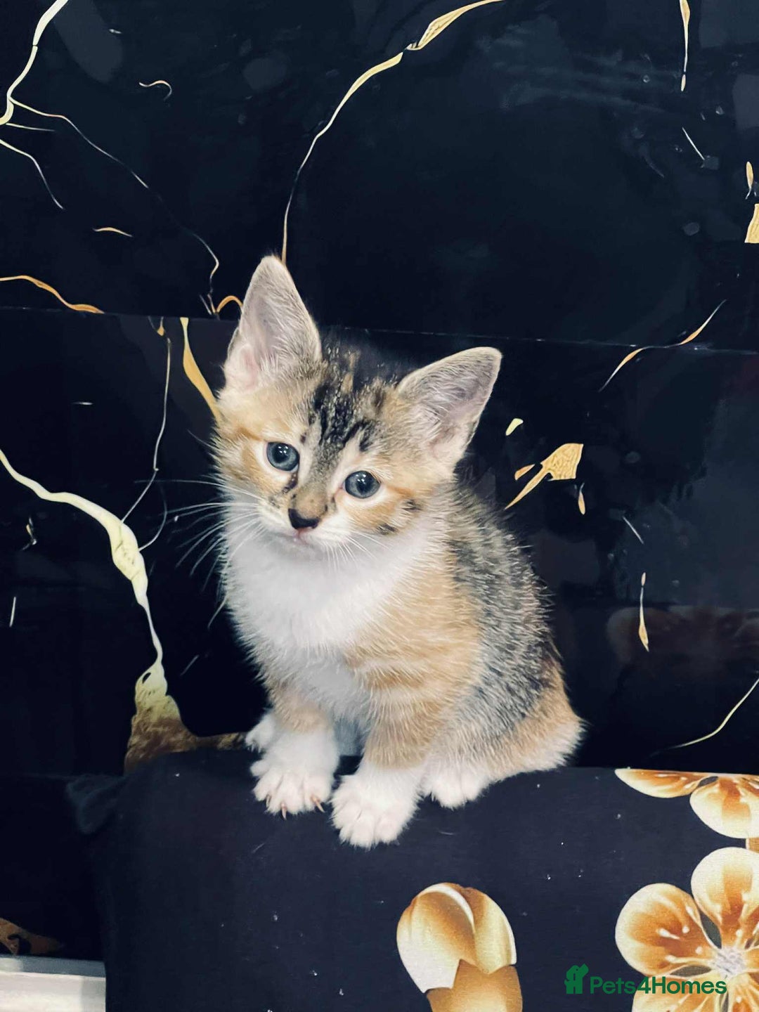 Mixed Breed cats for sale: Kataleja - Image 16
