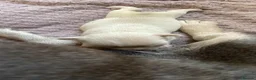 French Bulldog dogs for sale: Platinum French Bulldog Puppy - Advert 12
