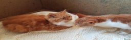 Mixed Breed cats for sale: GORGEOUS KITTENS INCL FEMALE ORANGE TABBY - Advert 9