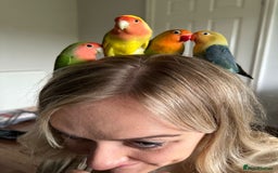 Lovebirds birds for sale: Lovebird pairs fishers & peach faced  - Image 7