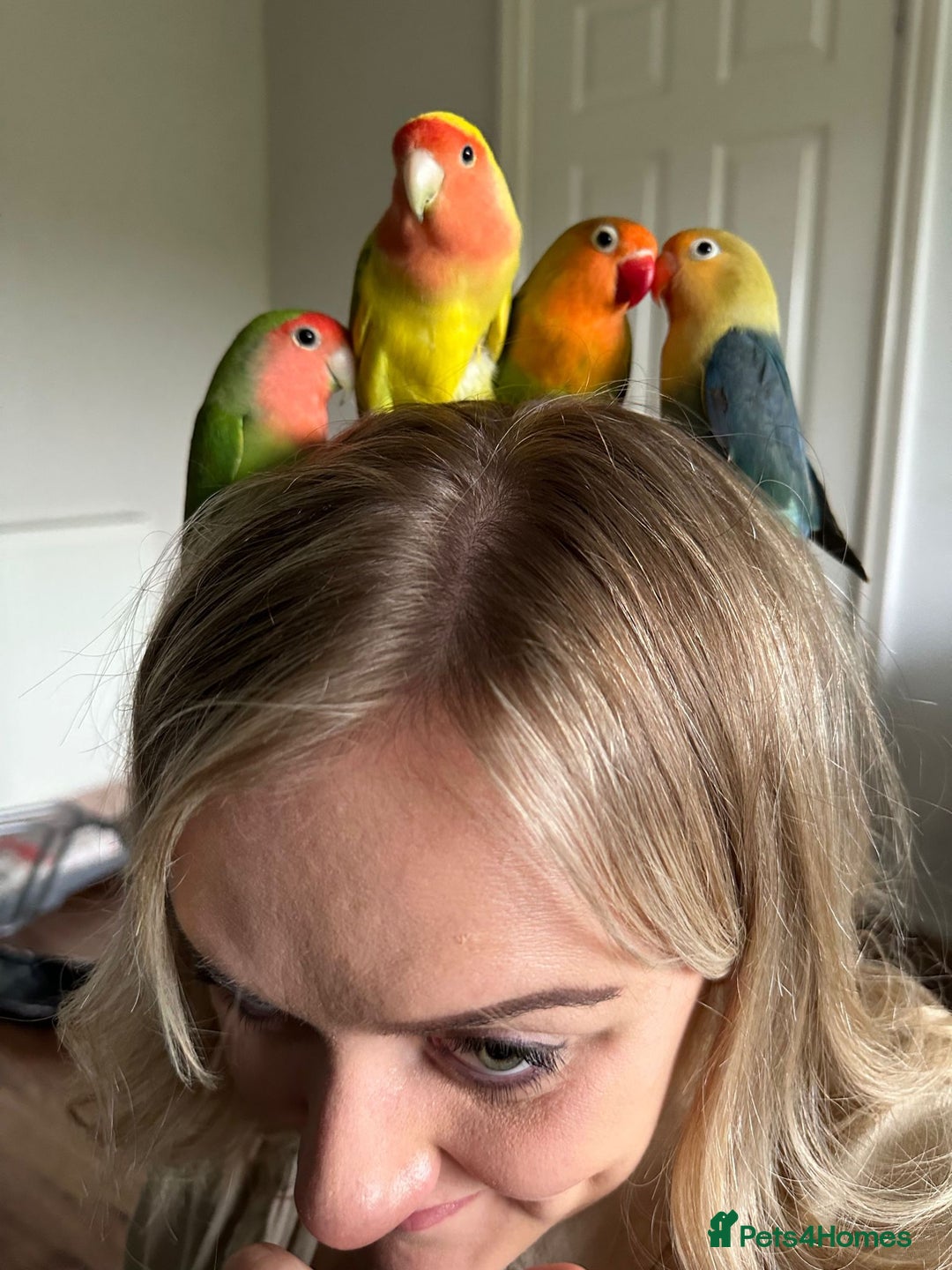 Lovebirds birds for sale: Lovebird pairs fishers & peach faced  - Image 7