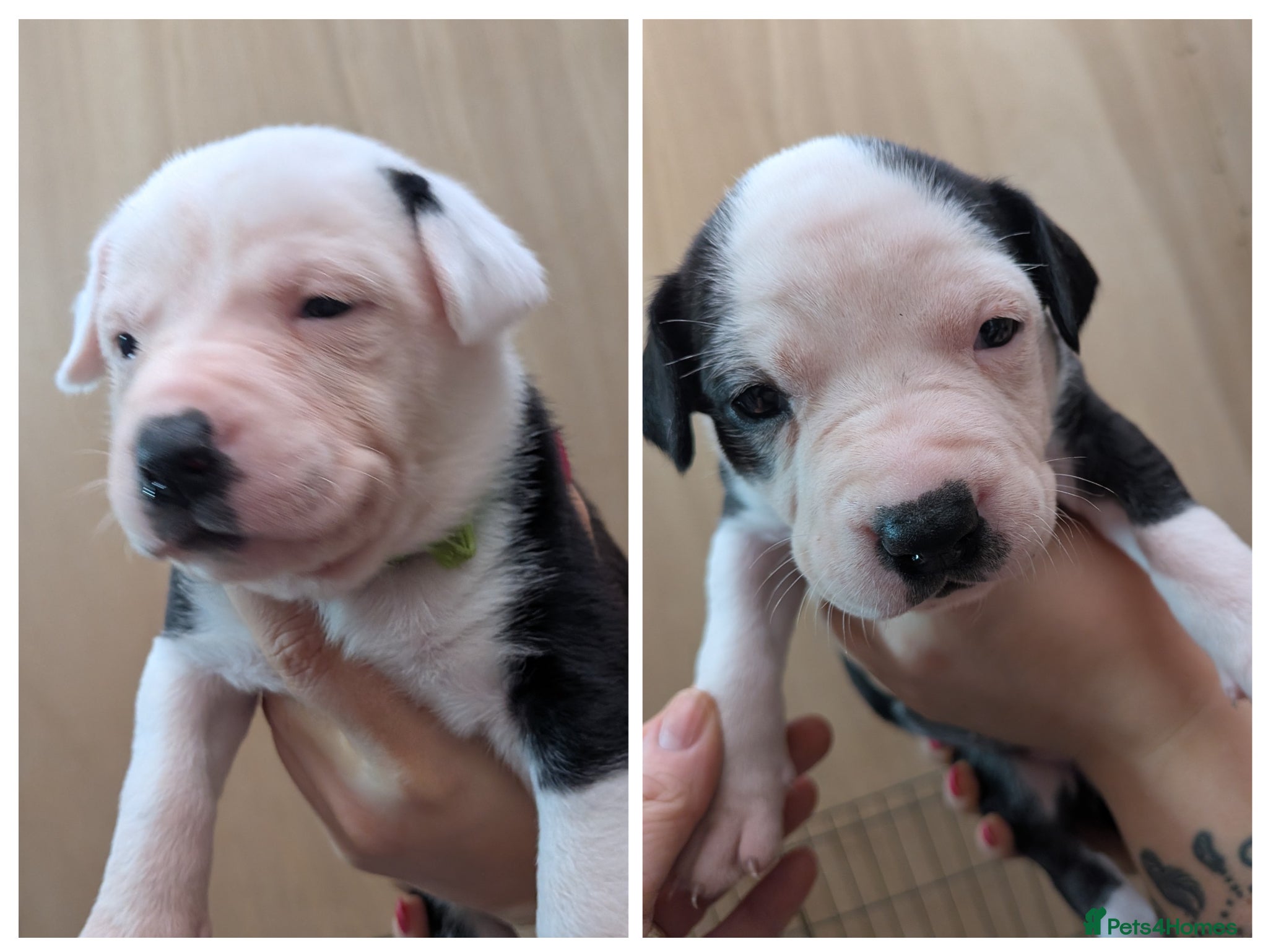 Mixed Breed dogs Borador bully puppies x3 girl viewings now  - Advert 5
