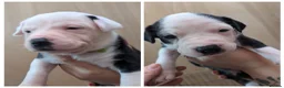 Mixed Breed dogs for sale: Borador bully puppies x3 girl viewings now  - Advert 1