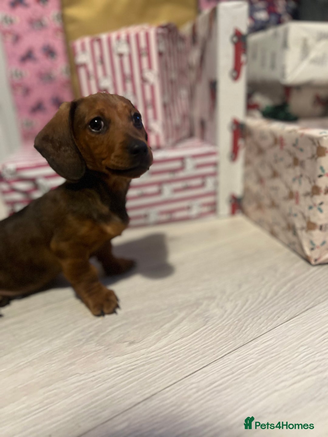 Miniature Dachshund dogs for sale: Biscuit,miniature tanand black coloured dachshund  - Advert 5