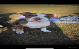 Mixed Breed dogs for sale: Bonnie (Staffy + pocket bully)  - Advert 8