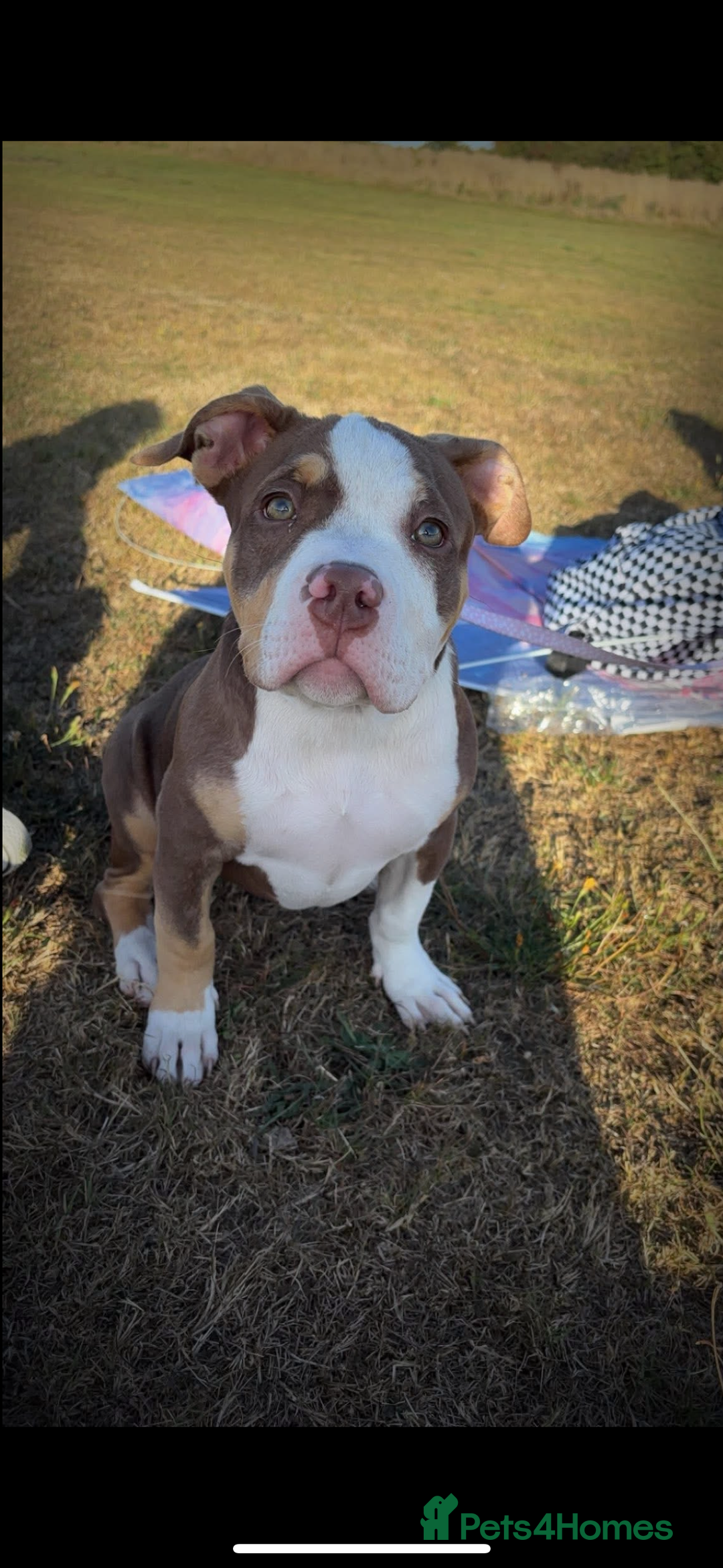 Mixed Breed dogs for sale: Bonnie (Staffy + pocket bully)  - Advert 8