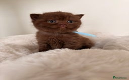 British Shorthair cats for sale: 7 British Shorthair Kittens TICA®️ – Import Lines - Image 22