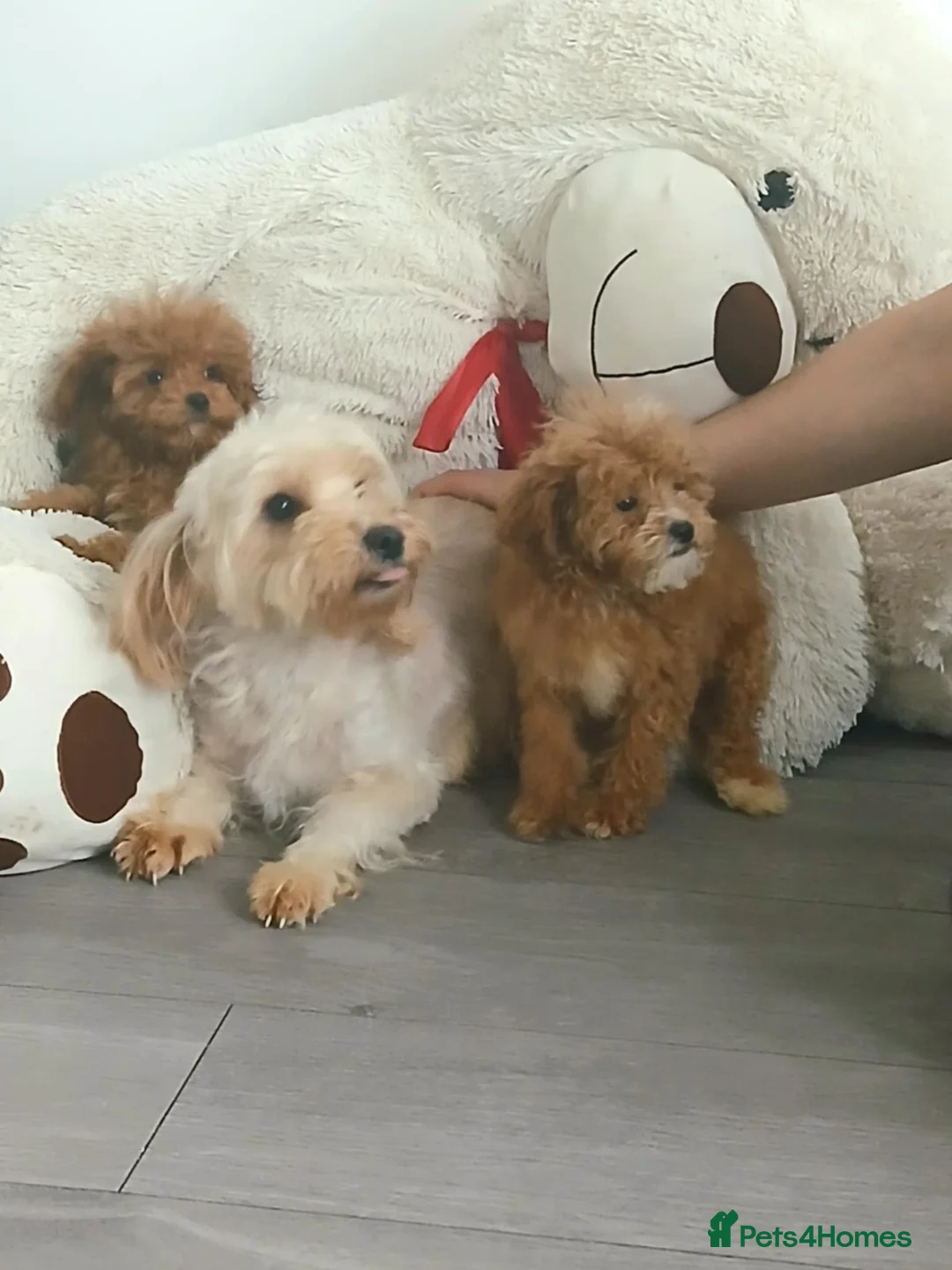 Cavapoo dogs for sale: Beautiful Cavapoo Puppies for Sale - Advert 2