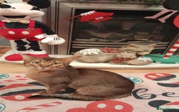 Abyssinian cats for stud: Stud Abyssinian TICA Registered in Corby - Image 2