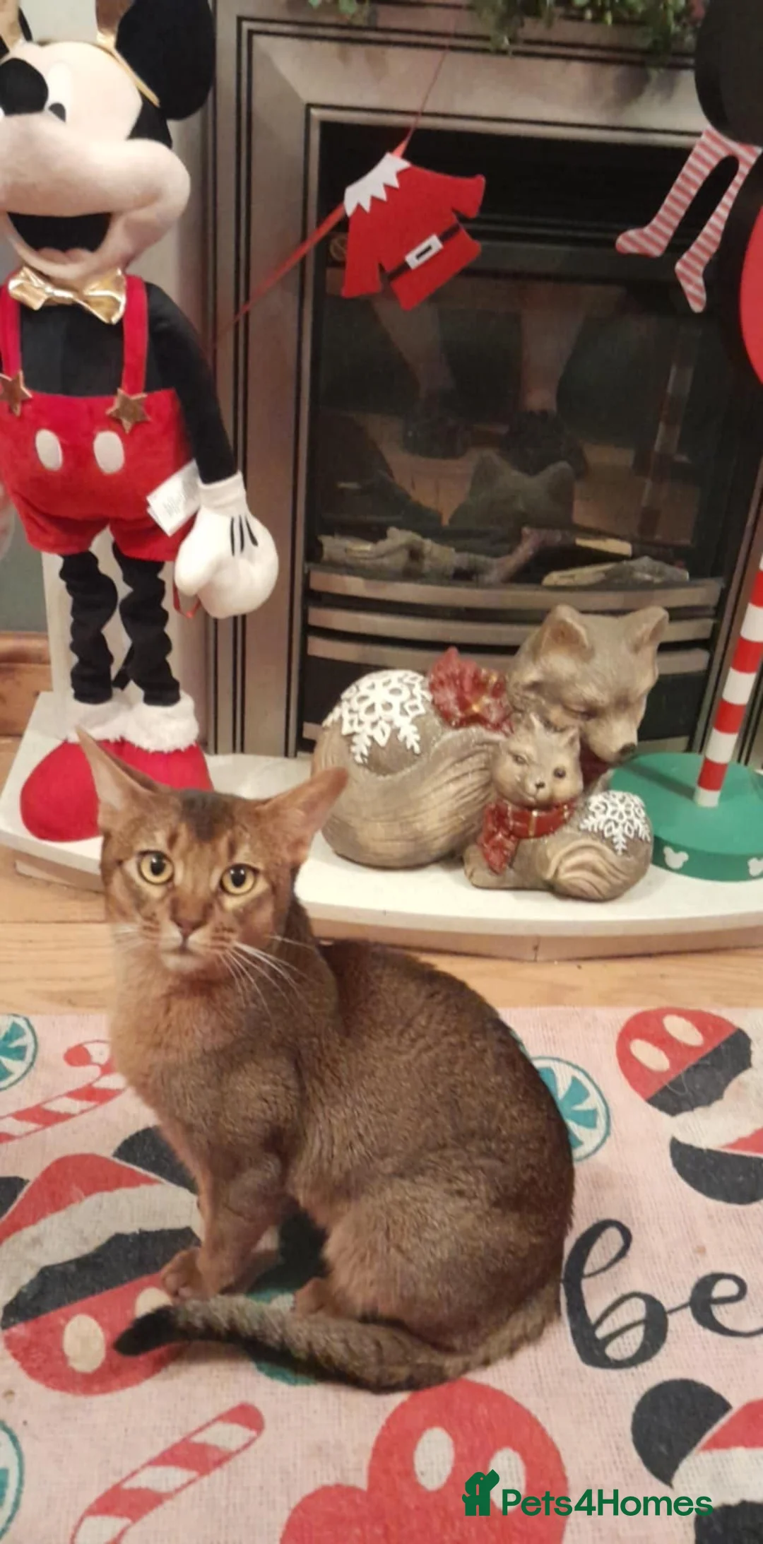 Abyssinian cats for stud: Stud Abyssinian TICA Registered in Corby - Advert 2