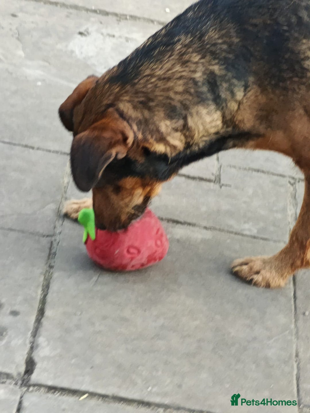 Mixed Breed dogs for adoption: 💙🐶 STAS 🐶💙 - Image 14