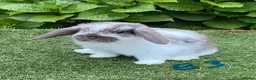 Mini Lop rabbits for sale: Pure bred mini lop baby Rabbits. - Advert 16