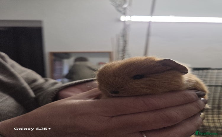 Guinea Pig rodents - Advert 17