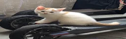 Mixed Breed cats for sale: Kittens looking for new home in Leigh - Advert 9