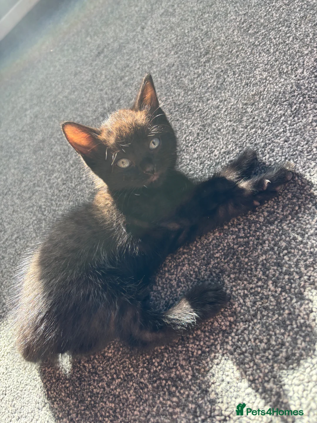 Mixed Breed cats for sale: Lovely kittens ready to go to their new home - Advert 2