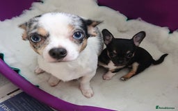 Mixed Breed dogs for sale: Chihuahua with a bit of French Bulldog puppies - Advert 6
