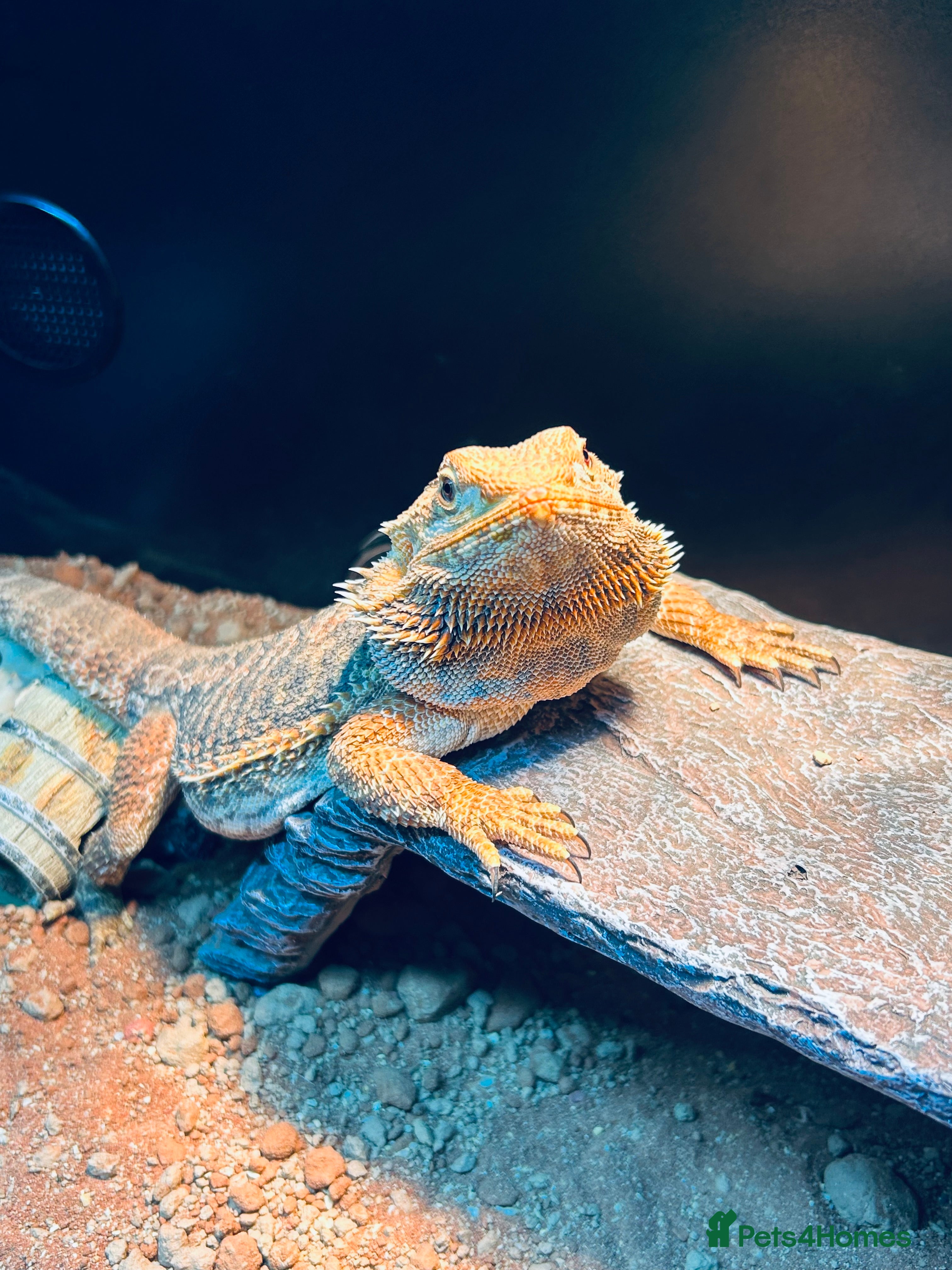 Garter Snake reptiles Beautiful Ember the bearded dragon complete set up - Advert 6