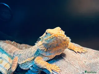 Garter Snake reptiles Beautiful Ember the bearded dragon complete set up - Advert 6