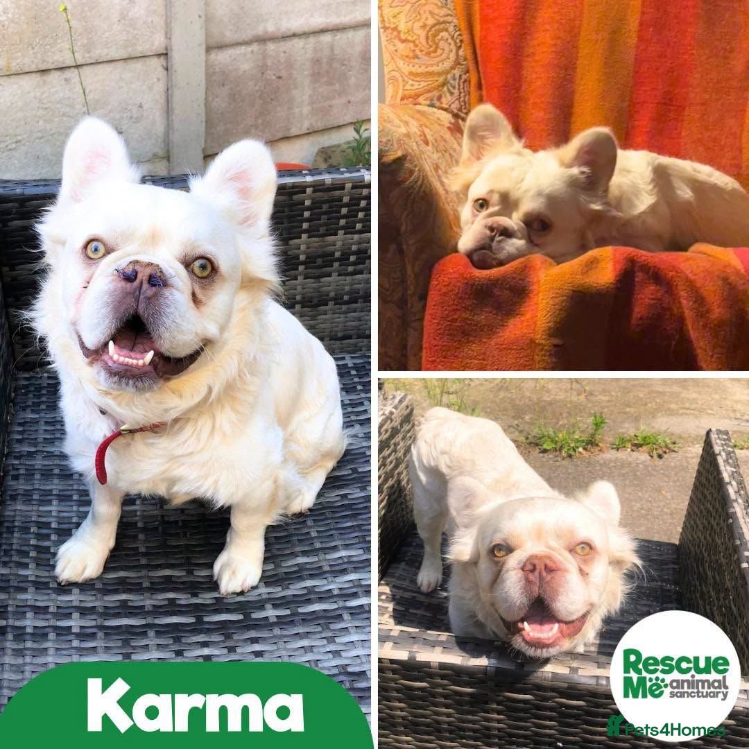 French Bulldog dogs Karma - experienced home needed - Advert 1